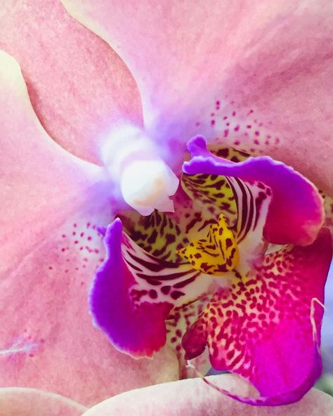 Orchid Aesthetic, Orchid Photography, Hawaiian Dancers, Orchid Photo, Beautiful Flowers Photography, Nothing But Flowers, Orchid Flowers, Pink Orchids, Beautiful Orchids