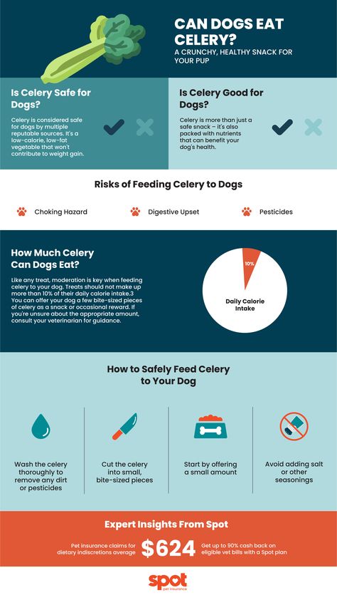 Is celery a safe snack for your dog? 🥬 Discover the benefits of this healthy treat and how it can boost your pup's wellness! 🐶 Country Dog Names, Dog Insurance, Healthy Treat, Human Food, Tasty Healthy, Can Dogs Eat, Calorie Intake, Dog Snacks, Dog Feeding