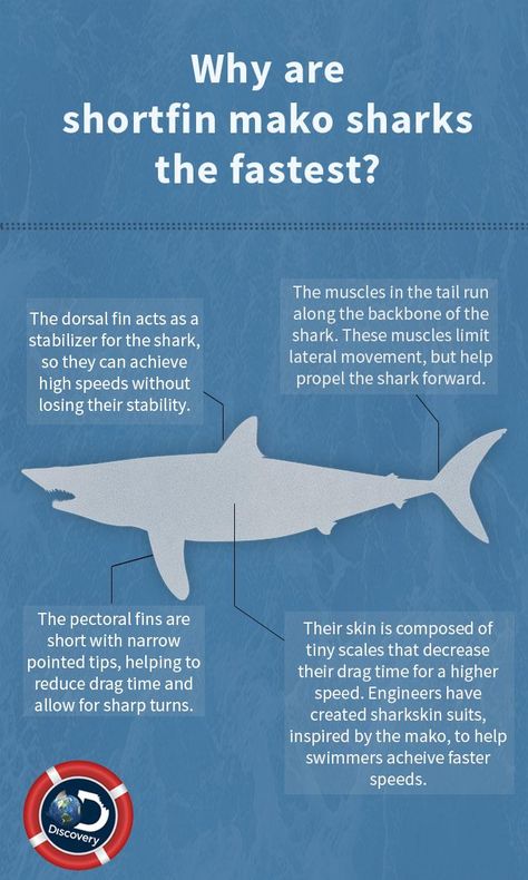 Mako sharks are built for speed. #SharkWeek July 23, 2017 Fun Facts About Sharks, Shortfin Mako Shark, Oceanography Marine Biology, Save The Sharks, Types Of Sharks, Shark Facts, Marine Pollution, Shark Bait, Mako Shark