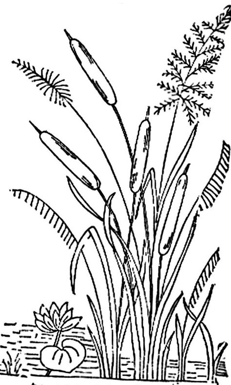 1886 Ingalls Cattails | Flickr - Photo Sharing! Cat Tails Plant Drawing, Tall Grass Drawing, Cattails Drawing, Folk Art Flowers, Tall Flowers, Wood Burning Art, Cat Tail, Drawing Images, Stencil Painting