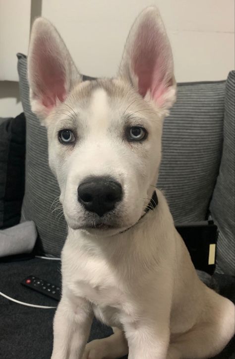 #puppy #pitsky #pitbull #husky #hybrid Pitsky Dogs, Husky Pitbull Mix, Pitsky Puppy, Pitbull Husky, Pitbull Mix Puppies, Staffy Dog, American Bullies, Husky Cross, Bully Dog