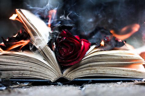 Burning Rose, Red Roses Wallpaper, An Open Book, Rosé Aesthetic, Rose Wallpaper, Dark Photography, Open Book, Dark Beauty, Memento Mori