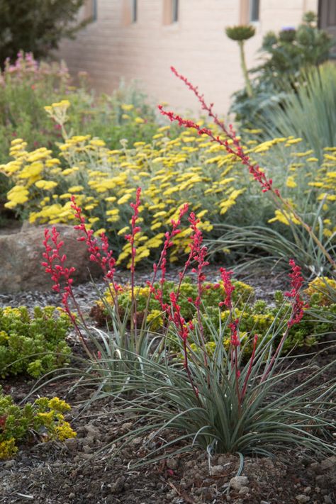 Brakelights Red Yucca - Perennially Yours Red Yucca Plant, Red Yucca, Monrovia Plants, Waterwise Garden, Yucca Plant, Arizona Landscape, Plant Catalogs, Plant Propagation, Flower Garden Design