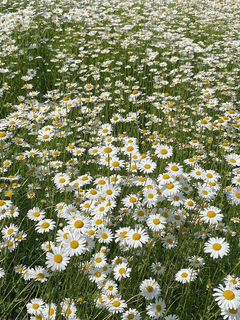 Just on my daily way to work i noticed this adorable field of chamomiles #flowers #aesthetic #beauty #chamomiles #love #nature #summer Chamomile Flowers Aesthetic, Chamomile Aesthetic, Chamomile Field, Nature Summer, Flowers Aesthetic, Beautiful Flowers Garden, Chamomile Flowers, Flowers Garden, Aesthetic Beauty