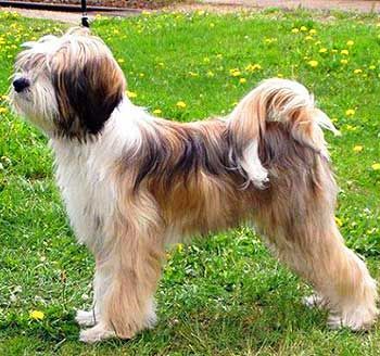 Koda Bear, Tibet Terrier, Ancient Dogs, Hypoallergenic Dog Breed, Tibetan Terrier, Hypoallergenic Dogs, Dog Cuts, Terrier Breeds, Purebred Dogs