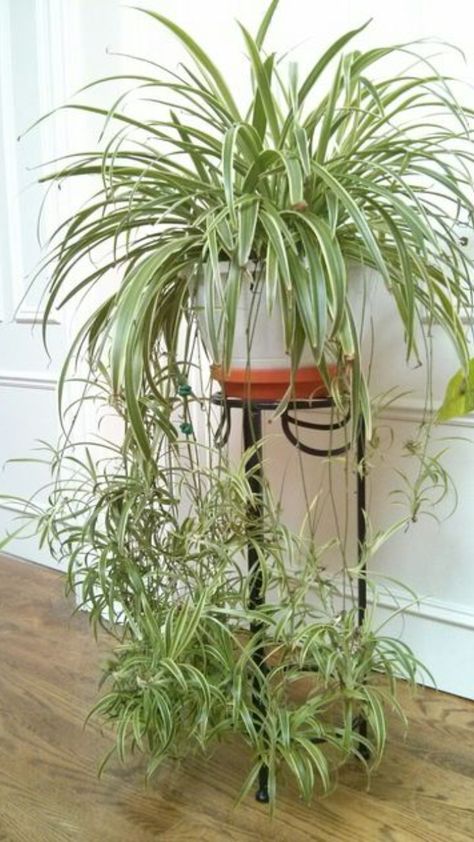 10 Hanging Plants That Purify The Air Low Maintenance Indoor Plants, نباتات منزلية, Spider Plant, Inside Plants, Air Purifying Plants, Bedroom Plants, Plant Decor Indoor, House Plants Decor, Spider Plants