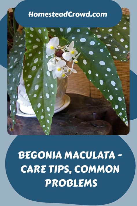 Nourish your Begonia maculata with these top care tips. From proper lighting to suitable humidity levels, discover how to grow and maintain this vibrant houseplant. Begonia Maculata, Care Tips, Your Beautiful, How To Grow, Beautiful Gardens, Planting, House Plants, Planting Flowers, To Grow