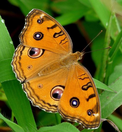 Rainforest Butterfly, Beautiful Butterfly Images, Most Beautiful Butterfly, Butterfly Bedding, Beautiful Butterfly Pictures, Butterfly Species, Flying Flowers, Butterfly Images, Butterfly Photos