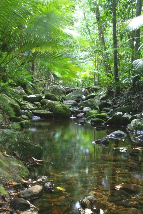 Tropical Scenery Photography, Forest River Drawing, Forest Aethstetic, Tropical Forest Aesthetic, Tropical Rainforest Aesthetic, Tropical Forest Photography, Forest River Aesthetic, Forest With River, River Fairy