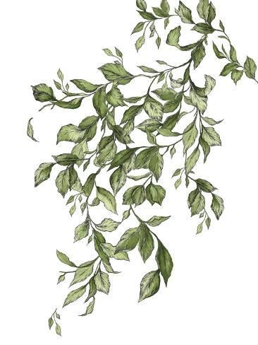 size: 12x9in Art Print: Free Leaves by Dominique Alyse Studios : Victorian Nature Aesthetic, Ivy Illustration Botanical Prints, Fern Stencil, Green Line Art, Vines Art, Floral Reference, Hanging Leaves, Painting Leaves, Vintage Leaves