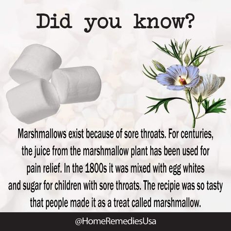 Marshmallow Herb Benefits, Marshmallow Herb, Herb Benefits, Sick Remedies, Food Health Benefits, Natural Healing Remedies, Home Health Remedies, Health And Fitness Articles, Herbs For Health