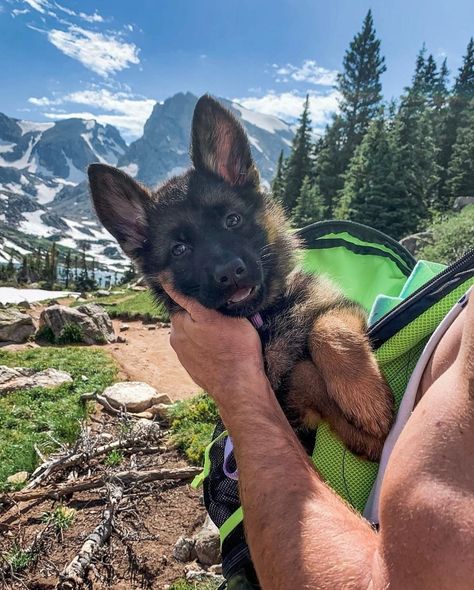 Gsd Puppy, Gsd Puppies, Shepherd Puppies, German Shepherd Puppies, German Shepherds, German Shepherd Dogs, Shepherd Dog, Beautiful Dogs, Cuteness Overload