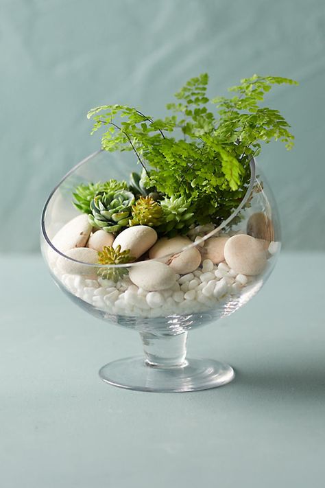 Open Terrariums, Indoor Plants Styling, Indoor Water Garden, Dish Garden, Glass Planter, Terrarium Diy, Garden Terrarium, Herbs Indoors, Plant Aesthetic