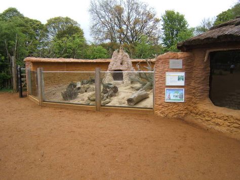 Meerkat enclosure Zoo Enclosures Ideas, Meerkat Habitat, Meerkat Enclosure, African Grasslands, Zoo Enclosures, Zoo Exhibit, Zoo Boo, Zoo Games, Zoo Inspiration