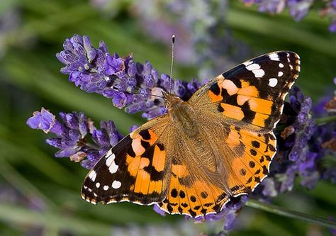 The Painted Lady, Vanessa Cardui, Painted Lady Butterfly, Butterfly Migration, Mask Photography, Lady Butterfly, Flying Flowers, Cute Small Animals, British Wildlife