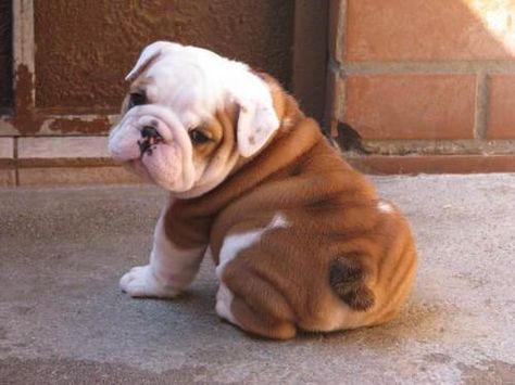 6 Very Important Puppy Butts That Demand Your Immediate And Undivided Attention Baby Bulldog, Cute Bulldog Puppies, Pug Dogs, Mastiff Dogs, Cute Bulldogs, English Bulldog Puppies, British Bulldog, Cute Little Puppies, English Bulldogs