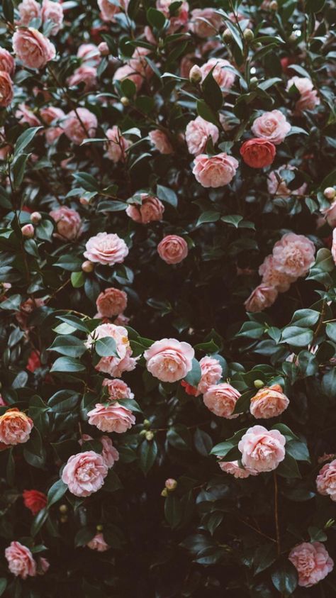 🖤รย๒รςгเ๒є קเภtєгєรt: 𝕻𝖎𝖗𝖔𝖟𝖍𝖔𝖐 🌙 White Roses Wallpaper, Flor Iphone Wallpaper, Wallpapers Flowers, Tumblr Flower, Wallpaper Rose, Iphone Arkaplanları, Wallpapers Pictures, Flowers Background, Vibes Wallpaper