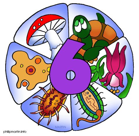 The Six Kingdoms - Archaea Protista Fungi Plantae Animalia Life Science Experiments, Life Science Activities, Science Anchor Charts, Middle School Libraries, Science Camp, Animal Classification, Science Games, Science Lesson Plans, 5th Grade Science