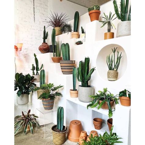 houseplants indoor plants plant display plant shelfie cacti cactus plant family plants decor plant decor ideas home decor interior style plant corner nordic style scandinavian living vintage style urban jungle indoor jungle minimalist design boho decor gardening living room decor cute pots for plants terracotta pots  #houseplants #indoorplants #homedecor Kaktus Dan Sukulen, Tanaman Pot, Beautiful Cactus, نباتات منزلية, Trendy Plants, Cactus Diy, Cactus Pot, Cactus Decor, Decoration Plante