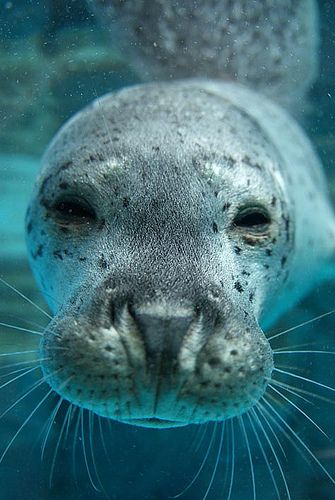 Spotted Seal, Seal Animal, Cnidaria, A Seal, Water Animals, Aquatic Animals, Marine Mammals, Sea Lion, Ocean Creatures