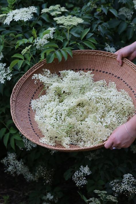 Break A Fever, Verbena Hastata, Witch Types, Blue Vervain, Elderberry Flower, Medicinal Wild Plants, Sambucus Nigra, Wild Herbs, Spring Picnic