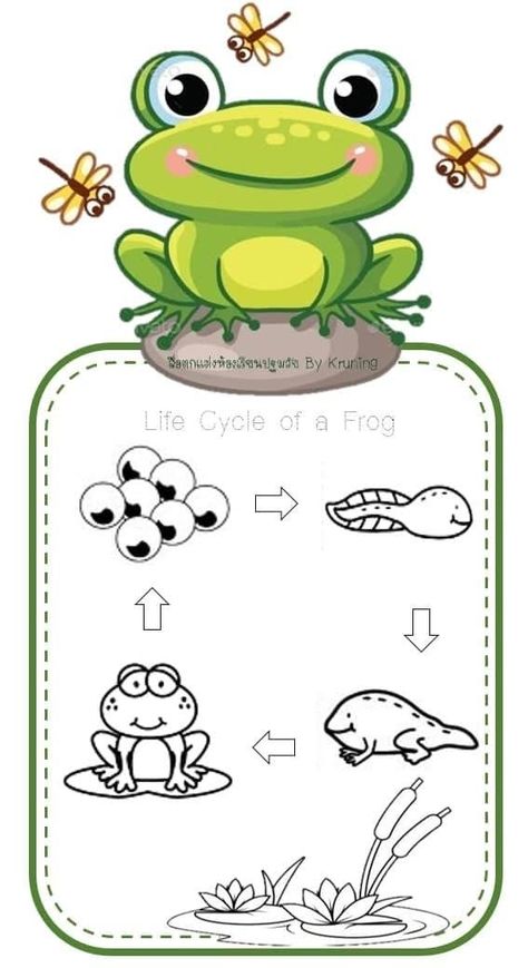 Frog Life Cycle Activities, Life Cycle Of A Frog, Frog Life Cycle, Materi Bahasa Inggris, Maluchy Montessori, Life Cycles Activities, مشروعات العلوم, Frog Life, Animal Crafts For Kids