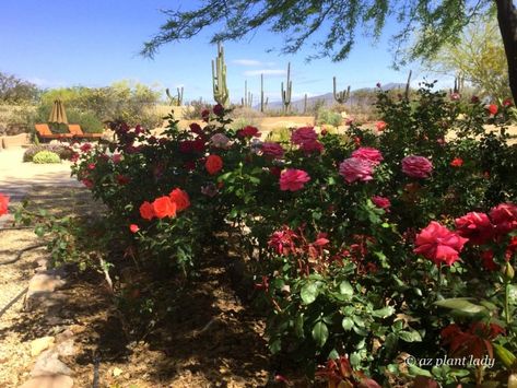 Desert Cottage Garden, Desert Rose Plant Landscaping, Lush Desert Garden, Sturt Desert Rose, Desert Rose Dishes, Landscaping With Roses, Desert Rose Crystal, Arizona Gardening, Fragrant Roses