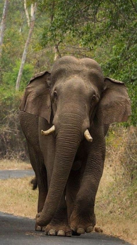 Sri Lankan Elephant, Feline Anatomy, Asian Elephants, Elephant World, Elmer The Elephants, Elephant Photography, Elephant Wallpaper, Thai Elephant, Animal Caricature