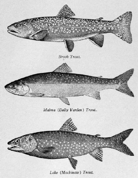 Trout sketches Trout Drawing Sketch, Steelhead Trout Tattoo, Rainbow Trout Tattoo Black And White, Trout Sketch, Trout Drawing, Trout Tattoo, Scientific Drawing, Fly Fishing Art, Steelhead Trout