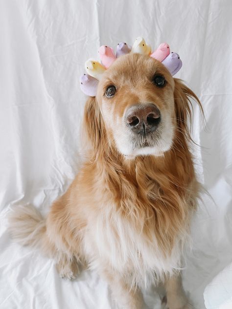 adorable english golden retriever puppy with a festive easter Peeps crown | Easter wallpaper | golden retriever easter background | dog easter | easter photography inspo | easter dog | goldens doing things #peeps #crown #easter #goldenretriever #goldenretrieverpuppy #goldenretrieverpuppies #goldenretrieverlove #goldenretrieverworld #goldenretrieverwallpaper Puppy Easter Photoshoot, Easter Dog Photoshoot, Dog Easter Pictures, Easter Dog Photos, English Golden Retriever Puppy, Calendar Photoshoot, Golden Retriever Wallpaper, Puppy Photoshoot, Dog Portrait Photography