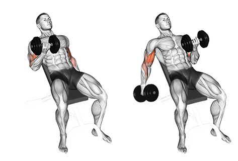 Seated Alternate Incline Dumbbell Biceps Curl Biceps Training, Muscle Belly, Best Biceps, Back And Bicep Workout, Workouts Exercises, Dumbbell Workouts, Dumbbell Curls, Bicep Muscle, Big Biceps