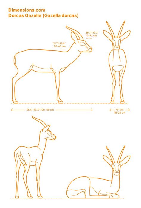 The Dorcas Gazelle (Gazella dorcas) inhabits the semi-desert regions of Africa. This is mostly in the savannahs and small dune fields. It is a small gazelle and sometimes called ariel gazelle. Its horns are strong and curved while the ears are longer. Coat color varies depending on location. Downloads online #antelopes #ungulates #mammals #animals Mammals Animals, Animal Anatomy, Crocodiles, Southern Africa, Animal Kingdom, Ariel, Savannah Chat, Mammals, Eyebrows