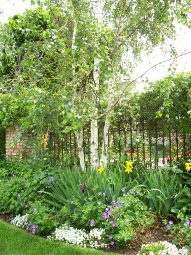 eclectic landscape by {environmental concept} "Curb Appeal" Birch Tree Garden, Birch Trees Garden, Privacy Fence Landscaping, Landscape Design Ideas, Privacy Landscaping, Tree Garden, Front Yard Garden Design, Backyard Privacy, Meteor Garden 2018