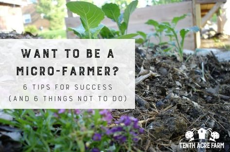 Want to be a Micro-Farmer? 6 Tips for Success: Would you like to grow food for your family, but don't know how to start? Here are 6 mistakes the new micro-farmer makes and 6 ways to ensure your success. Micro Farming Ideas, Suburban Permaculture, Micro Homestead, Apartment Homestead, Microgreens Garden, Micro Farming, Daycare Director, Micro Herbs, Growing Sprouts