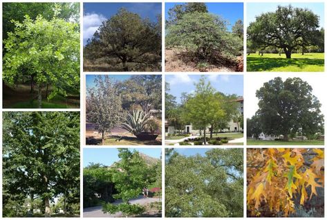 16 Types of Oak Trees in Texas (White & Red Varieties) Texas Oak Trees, Types Of Oak Trees, Oak Tree Bark, Oak Trees, Tree Bark, Oak Tree, White And Red, Types Of Wood, Landscaping