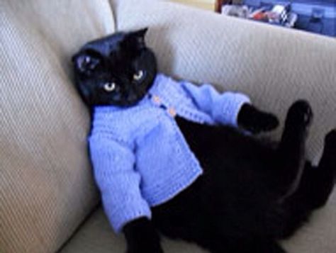 Black Cat wearing a blue Sweater Cat With Clothes, Cats In Sweaters, A Black Cat, Cat Fashion, Like A Cat, Cat Costumes, Cats Meow, Pretty Cats, Crazy Cat Lady