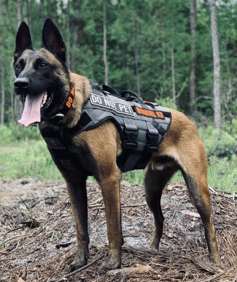 Belgian Malinois Service Dog, Extra Large Dog Breeds, Service Dogs Breeds, Baby German Shepherds, Army Dogs, Belgian Malinois Dog, Malinois Dog, Cute Baby Cow, Belgian Shepherd