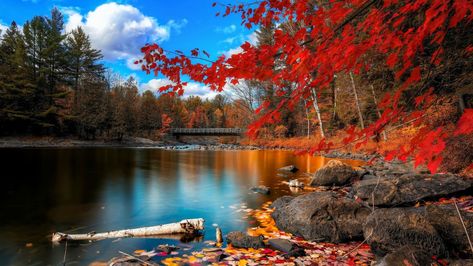 #nature #season #landscape #maple #tree #autumn #forest #sky #november #leaves #fall #park #water #yellow #foliage #river #lake #sunny #summer #leaf #spring #colorful #reflection #trees #mountain #travel #color #natural #clouds #outdoors #october #scenery #orange #scandinavia #garden #scene #design #grass #plant #gold #1080P #wallpaper #hdwallpaper #desktop Fall Desktop Backgrounds, Tree Hd Wallpaper, Desktop Background Nature, Nature Desktop Wallpaper, Desktop Wallpaper Fall, Wallpaper Horizontal, Nature Images Hd, Nature Desktop, Hd Nature Wallpapers