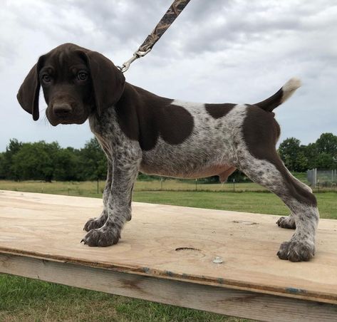 Short Haired German Pointer, German Shorthaired Pointer Puppy, German Pointer Short Haired, Short Hair Puppies, German Pointer Puppy, German Short Hair Pointer, Short Haired Dog, German Short Hair, German Shorthaired Pointer Puppies