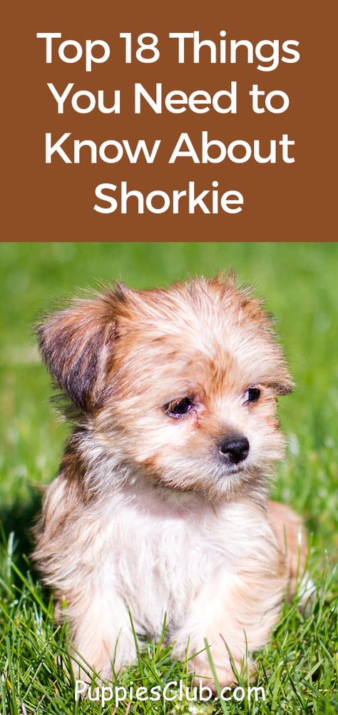 Top 18 Things You Need to Know About Shorkie  #shorkie #shih-tzu #yorkie Shorkie Puppies Haircuts, Shitzu Yorkie Mix Puppies, Yorkie Shih Tzu Mix Puppies, Shih Tzu Yorkie Mix Dogs, Shorkies Dogs Full Grown, Shorkie Dogs Haircuts, Shorkies Dogs, Shorkie Haircut, Shorkie Haircut Styles