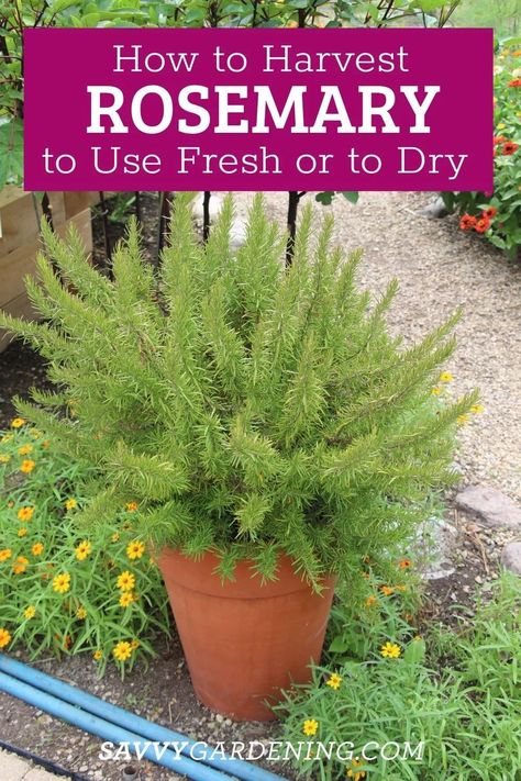 How to Harvest Rosemary From an Herb Garden and How to Use Rosemary in the Kitchen. The best ways to harvest rosemary and how to use fresh rosemary for cooking plus how to dry rosemary. #Rosemary #HerbGarden How To Trim Basil, Harvest Rosemary, Dry Rosemary, Growing Rosemary, Rosemary Plant, Medicinal Herbs Garden, Hanging Herbs, Planting Plan, Fragrant Plant