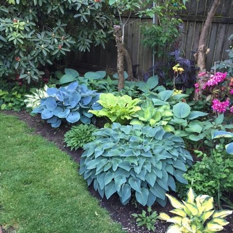 Black GoldTop 10 Shade Garden Plants for the Pacific Northwest Pacific Northwest Garden, Northwest Garden, Shade Garden Design, Cheap Landscaping Ideas, Shade Garden Plants, Hosta Gardens, Desain Lanskap, Have Inspiration, Shade Plants