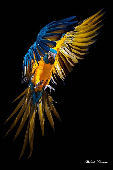 Blue And Gold Macaw Tattoo, Spix Macaw Art, Blue Gold Macaw, Blue And Gold Macaw Photography, Trippy Bird Art, Reference Images, Pictures To Draw, Birds Painting, Bird Feathers