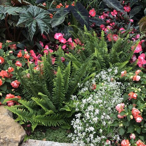 Upright, Tropical Texture, Great in Containers Kimberly Queen Fern, Garden Mum, House Tips, Container Gardening Flowers, Garden Sculptures, Border Plants, Gardening Flowers, Garden Containers, Beautiful Flowers Garden