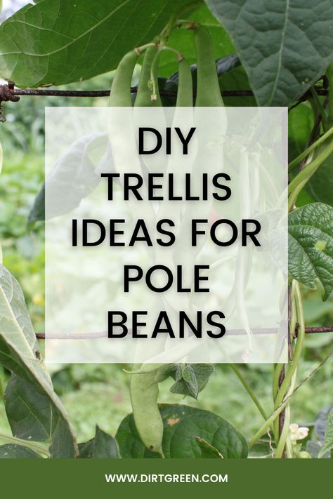 DIY Trellis Ideas for Pole Beans Bean Poles Ideas Trellis, Pole Beans Trellis, Green Bean Trellis Ideas Easy Diy, Pole Bean Trellis Ideas, Green Bean Trellis Ideas, Bean Trellis Ideas, Trellis For Beans, Bean Trellis Diy, Growing Pole Beans