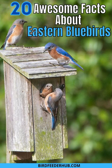 Blue Bird House, Backyard Birds Watching, Bird Ideas, Backyard Birds Sanctuary, Backyard Birds Feeders, Bird Facts, Cool Facts, Bird Houses Ideas Diy, Bluebird House