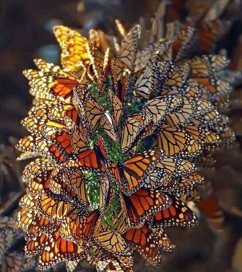 Types Of Butterflies, Butterfly Species, Bee Garden, Beautiful Bugs, Ornamental Plants, Butterfly Wallpaper, Butterfly Garden, Monarch Butterfly, Butterfly Flowers