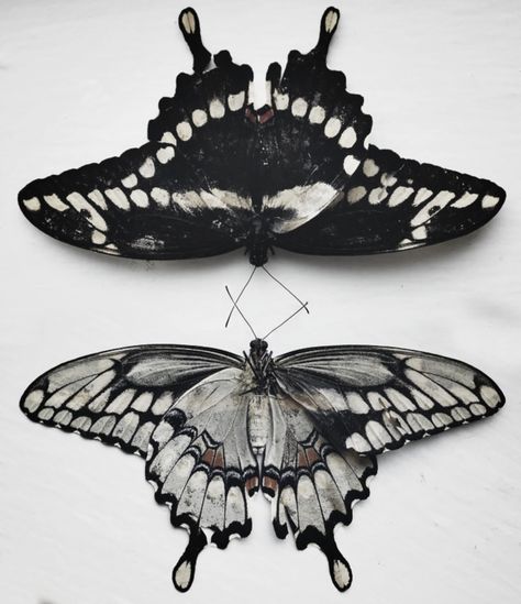 Mori Girl Fashion, Butterflies Flying, Butterfly Effect, Goth Aesthetic, Mori Girl, Butterfly Tattoo, Aesthetic Photography, Black And White Photography, Dark Aesthetic