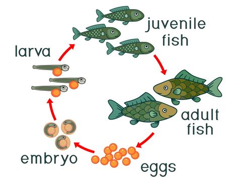 Fish Life Cycle, Cycle For Kids, Plants Worksheets, Life Cycle Craft, Ocean Theme Preschool, School Kids Activities, Animal Life Cycles, Life Cycles Activities, Fish Activities