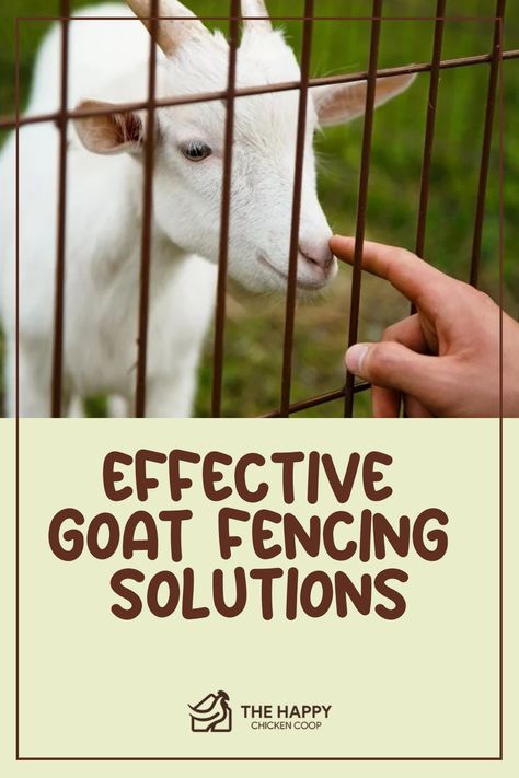 White goat behind a metal fence touching a person's hand with "Effective Goat Fencing Solutions" text overlay. Goat Enclosure, Goat Fencing, Goat Fence, Miniature Goats, Keeping Goats, Goat Pen, Raising Quail, Happy Goat, Goat Herding